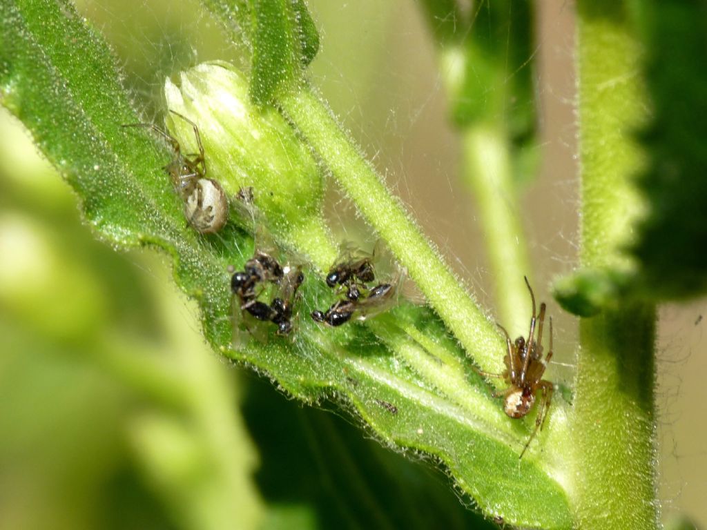 Kochiura aulica (Theridiidae) - Osimo (AN)